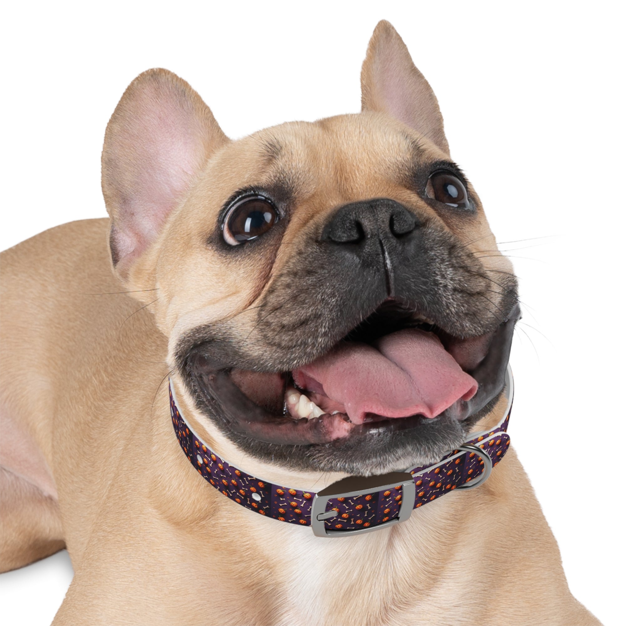 Whimsical Dog Collar, Pet Accessory, Stylish Collar for Dogs, Fun Dog Gear, Gift for Dog Lovers, Personalized Dog Accessory