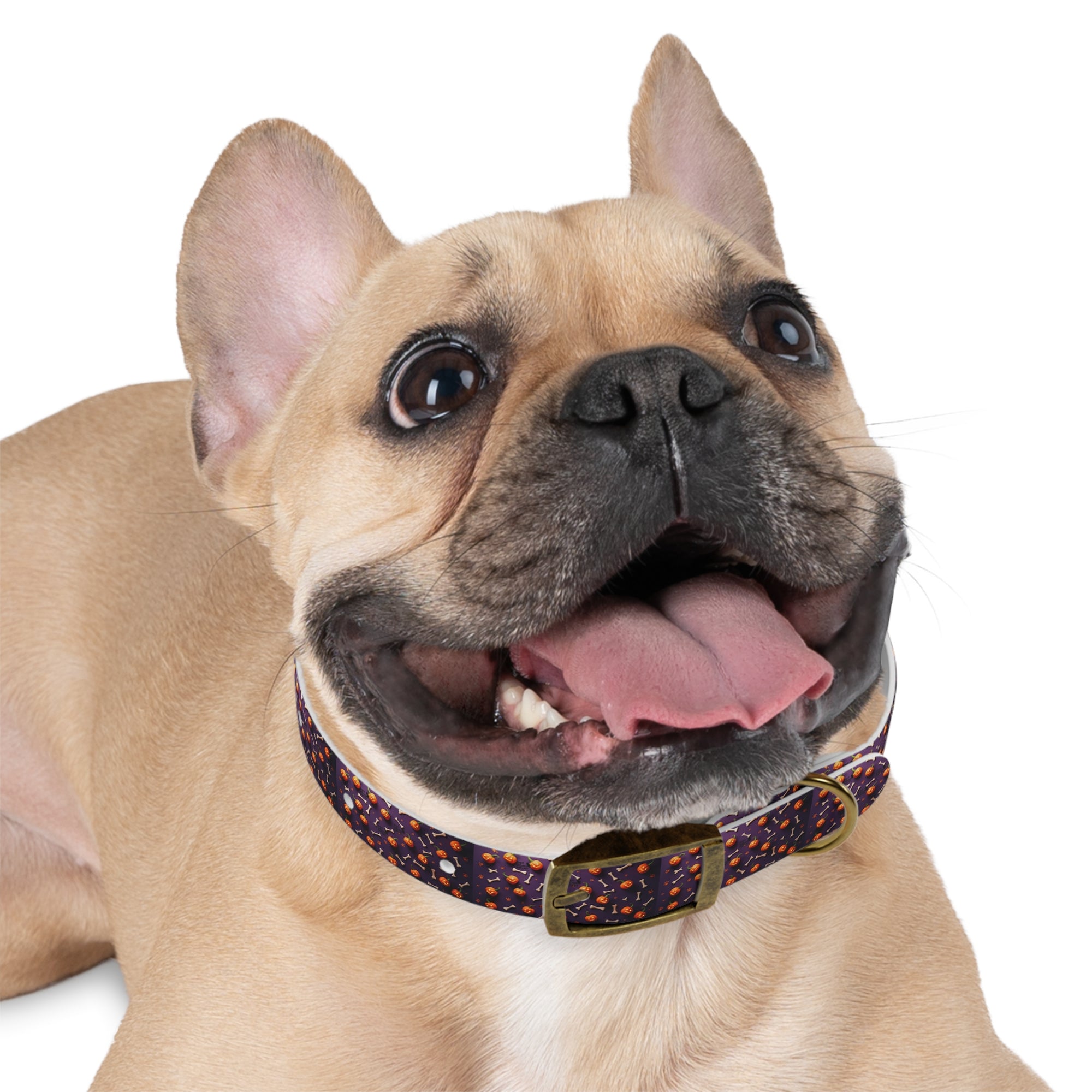 Whimsical Dog Collar, Pet Accessory, Stylish Collar for Dogs, Fun Dog Gear, Gift for Dog Lovers, Personalized Dog Accessory